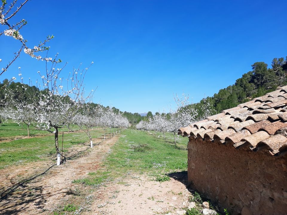 Finca i Ginestar, Tarragona - foto 4